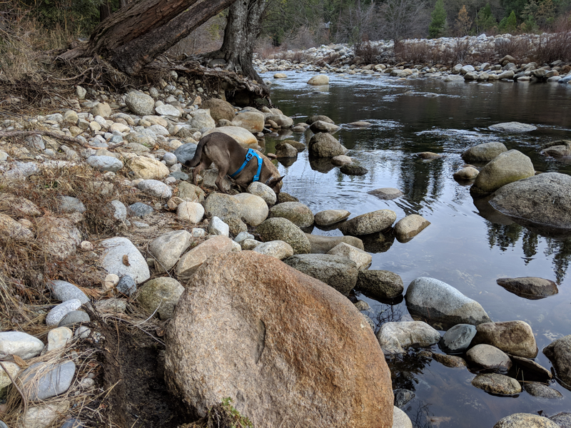 Illustration for article titled Toby in Yosemite